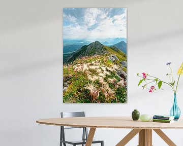 Puschelbloemen boven de Ostallgäu en zijn meren van Leo Schindzielorz