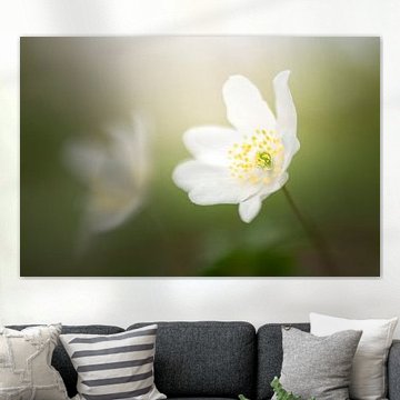 Bosanemoon in het zachte ochtendlicht