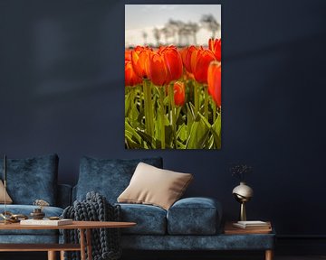 Tulips standing tall van Yvon van der Wijk