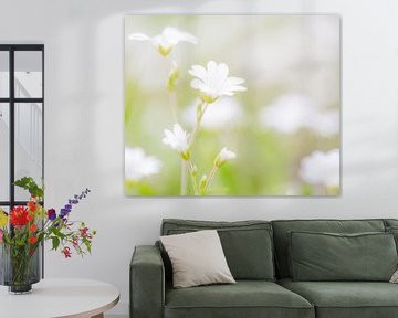 Süße weiße Blumen Süße weiße Blumen von Jovas Fotografie