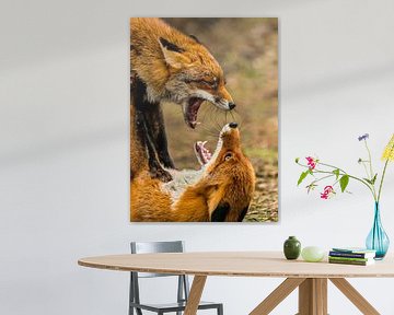Fighting foxes Vulpes Vulpes