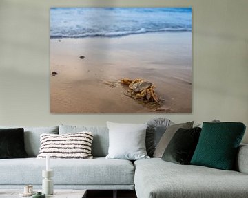 Noordzeekrab op het strand van Sankt-Peter-Ording van Animaflora PicsStock