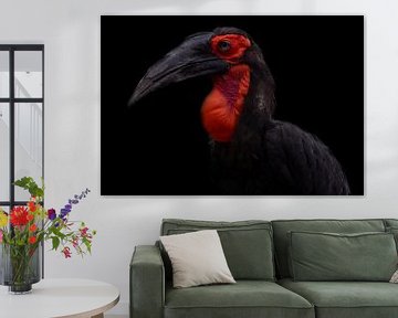 Schöne Horned Raven mit schwarzem Hintergrund von Roel  van Moorsel