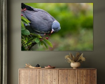 Le pigeon Sjakie dans sa chocolaterie