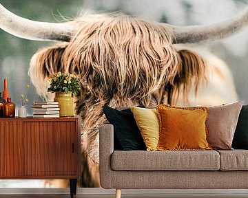 Schotse Hooglander in de sneeuw tijdens de winter