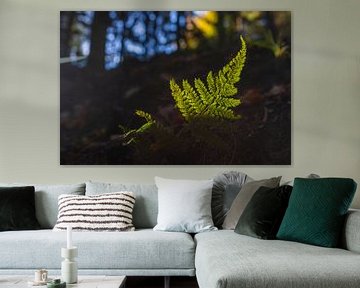 A fern leaf is illuminated by the last light of the day by Horst Husheer