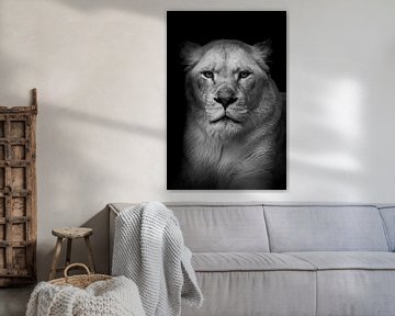 De blik van een leeuwin