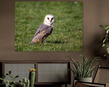 Barn owl in grass by Manuel Weiter