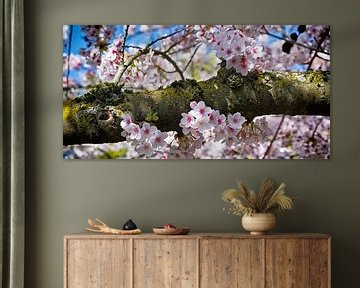 Kirschblüten Ast Panorama von marlika art