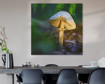 mushroom gently illuminated by the evening sun by Horst Husheer