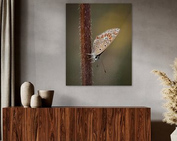 Schmetterling auf einem dornigen Zweig