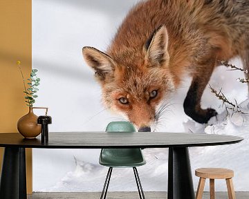 Fox walks by in the snow by Jolanda Aalbers