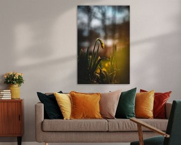 Dark Daffodil