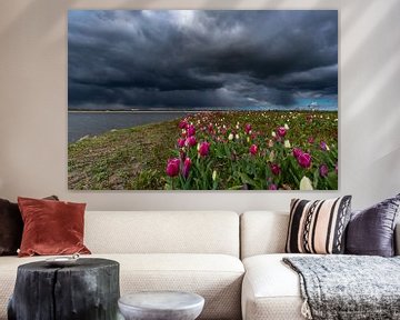 tulpen donkere wolken zeewolde flevoland van Robinotof