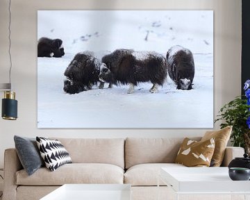 Moschusochsen im Winter Dovre Nationalpark Norwegen von Frank Fichtmüller