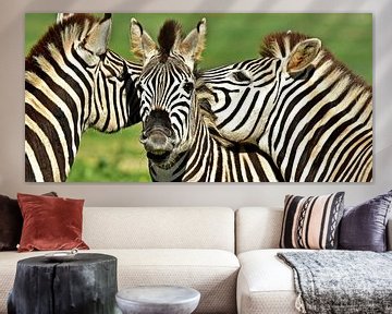 een groep met zebra's in Zuid-Afrika van Werner Lehmann