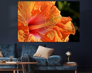 orange hibiscus flower by Werner Lehmann