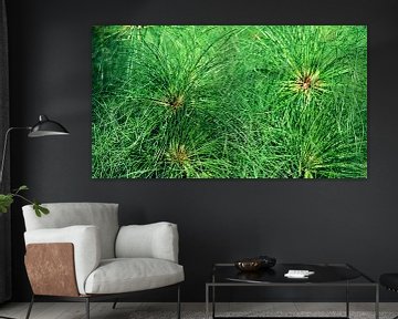 Cyprus grasses in the sunshine by Werner Lehmann