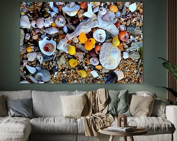 Eine Fundgrube für Muscheln