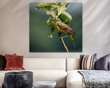The Yellow Wagtail by Rik Zwier