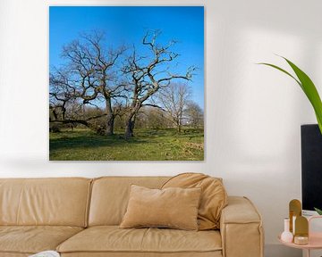 Oaks in a meadow by Heiko Kueverling