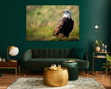 American bald eagle by Lisa Dumon