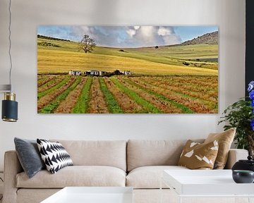 Winterwijngaarden in Zuid-Afrika van Werner Lehmann