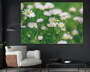 Daisies by Christa van Gend