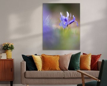 un iris à feuille réticulée
