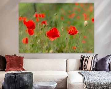 Cheerful poppies in the field