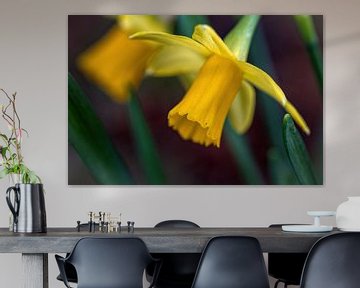 Daffodil by Rob Boon