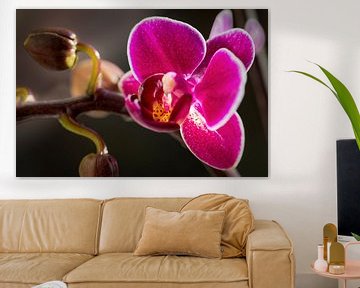 Orchidee von Rob Boon