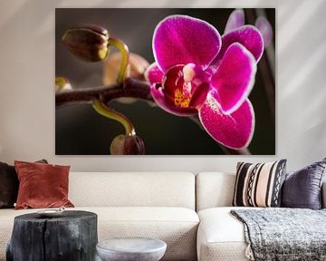 Orchidee van Rob Boon