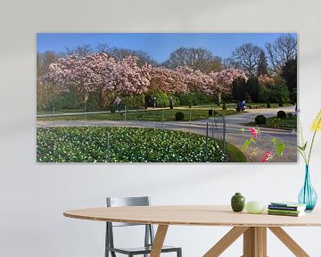 Magnolia panorama