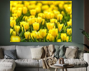 Tulipes jaunes sur Sjoerd van der Wal Photographie