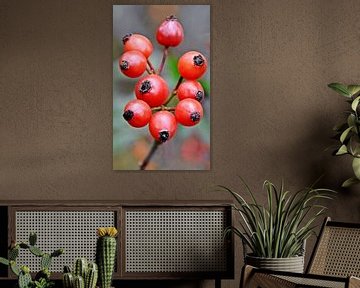 red rose hips by Werner Lehmann