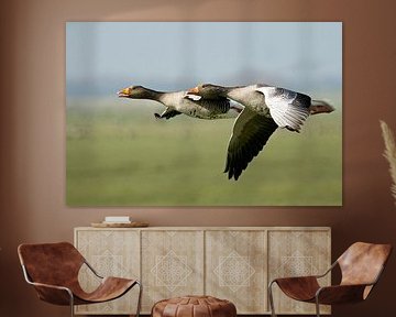 Grauwe Ganzen by Harry Jamont