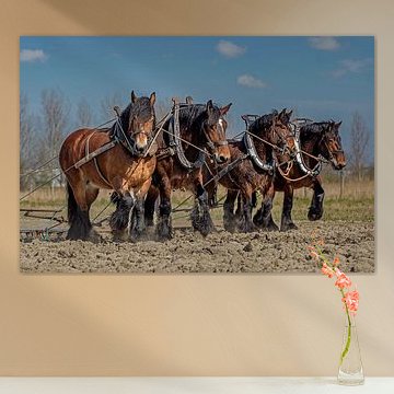 4 Zeeuwse trekpaarden