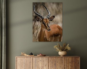 Springbok portretfoto in Etosha Nationaal Park van lousfoto