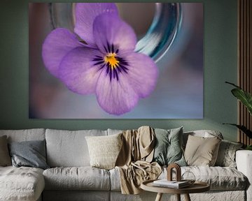 Violette dans un vase incliné sur Saskia Schotanus