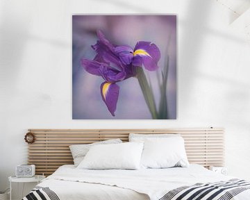 Iris bloem van Saskia Schotanus