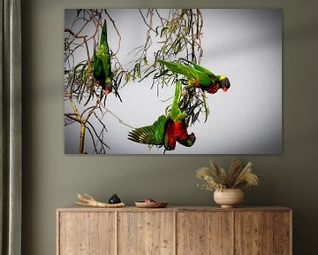 Papegaaien grijze achtergrond van Chantal CECCHETTI