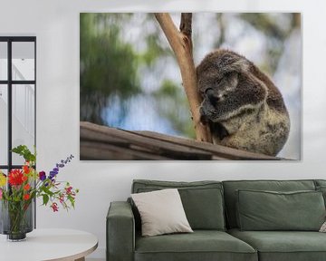 Le koala dormeur sur Chantal CECCHETTI