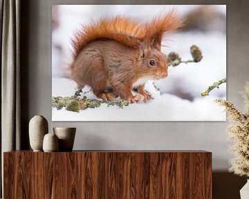 Eichhörnchen im Schnee von Servan Ott