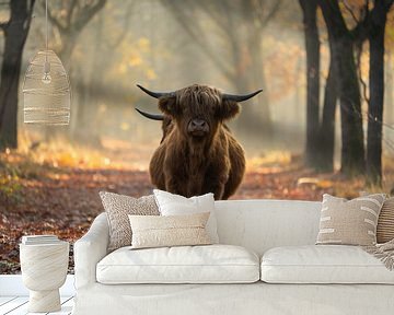 Schotse hooglanders in Noord-Brabant van Maartje Bogaerts