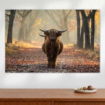 Schotse hooglanders in Noord-Brabant van Maartje Bogaerts