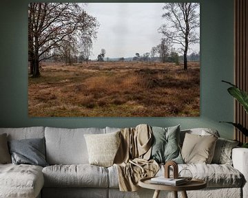 Couleurs chaudes de l'automne sur la Veluwe