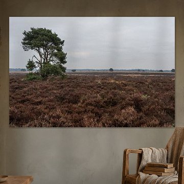 Warm autumn colors on the veluwe