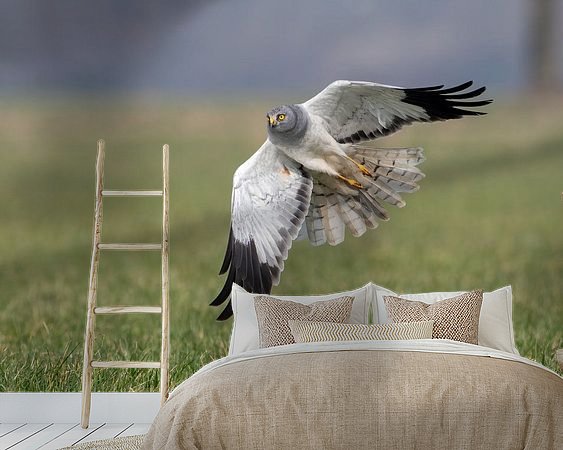 Aperçu de la chambre