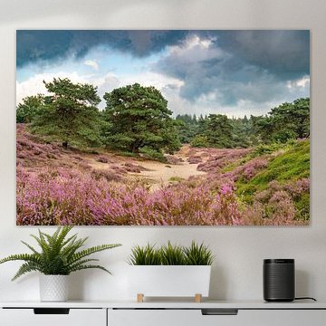 Blühendes Heidekraut in einer Heidelandschaft im Sommer